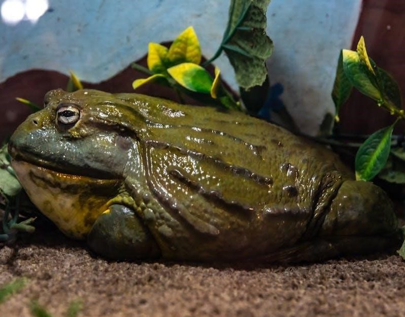 bullfrog hot tub owners manual