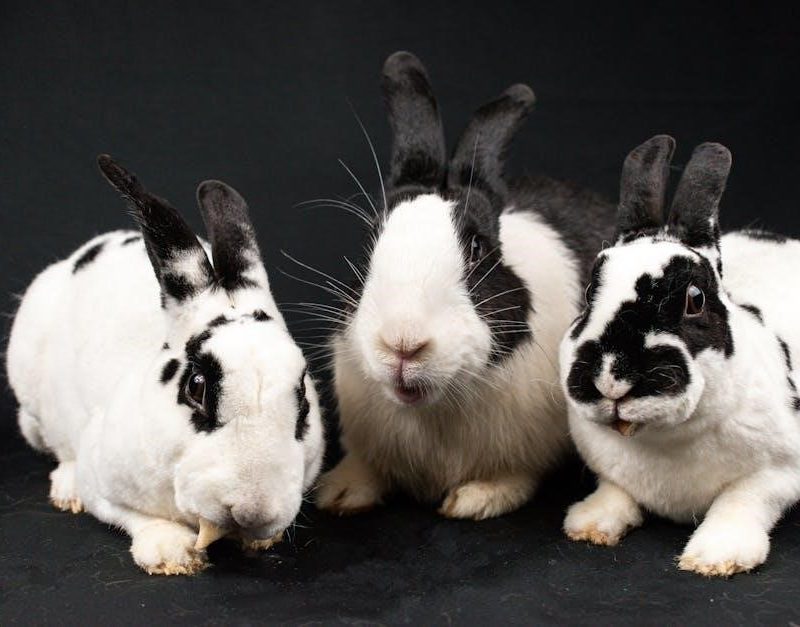 holland lop color guide