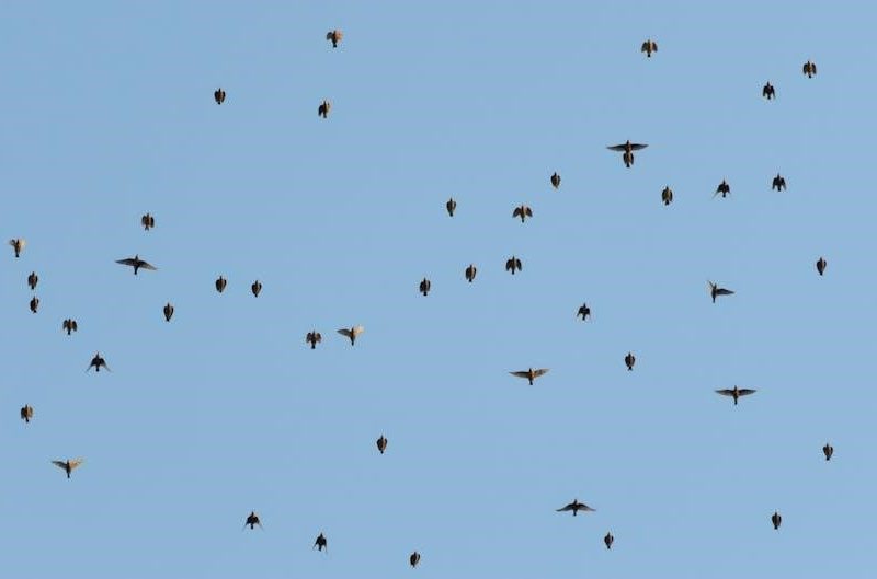 freedom small group workbook pdf